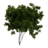 Generic Small Tree 01