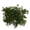 Generic Small Tree 02