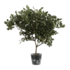 Potted Small Tree 01