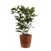 Potted Small Tree 02
