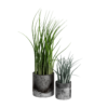 Potted Tillandsia 01