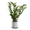 Zanzibar Gem Floor Plant 02