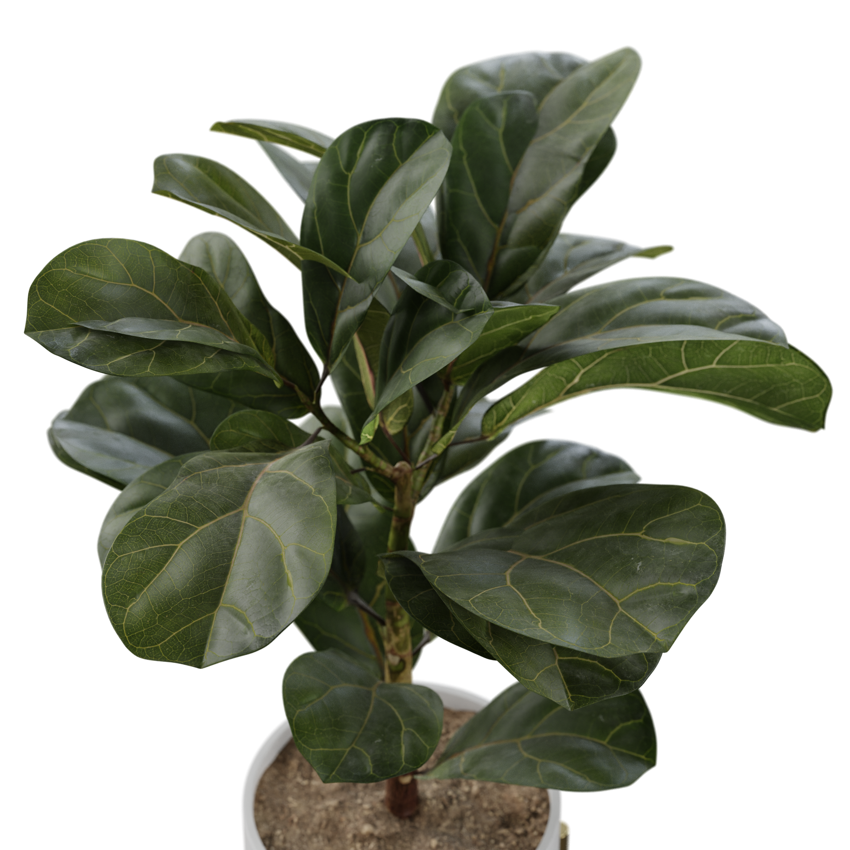 Plants_Indoor-Floor_Ficus-Lyrata_02_Beauty