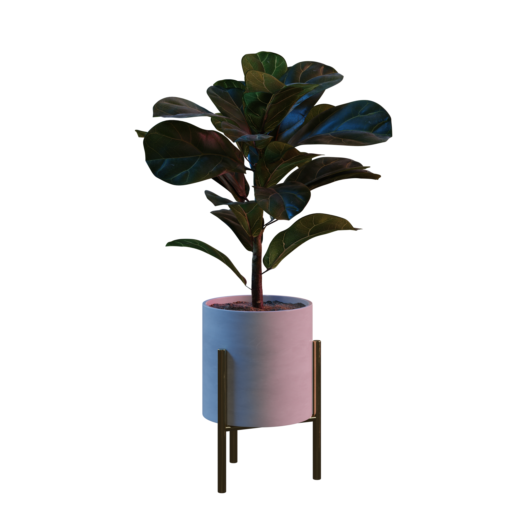 Plants_Indoor-Floor_Ficus-Lyrata_02_Hover