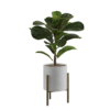 Ficus Lyrata Floor Plant 02