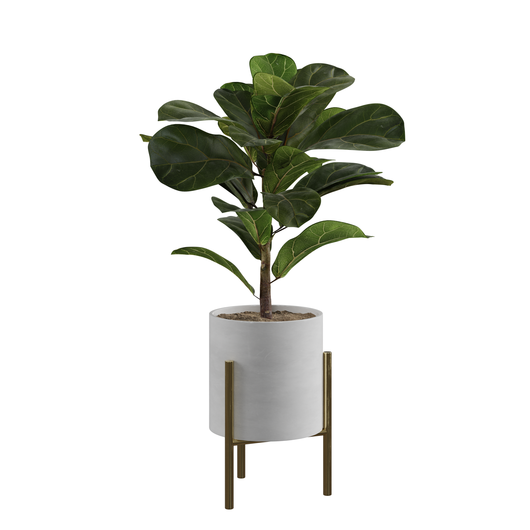 Plants_Indoor-Floor_Ficus-Lyrata_02