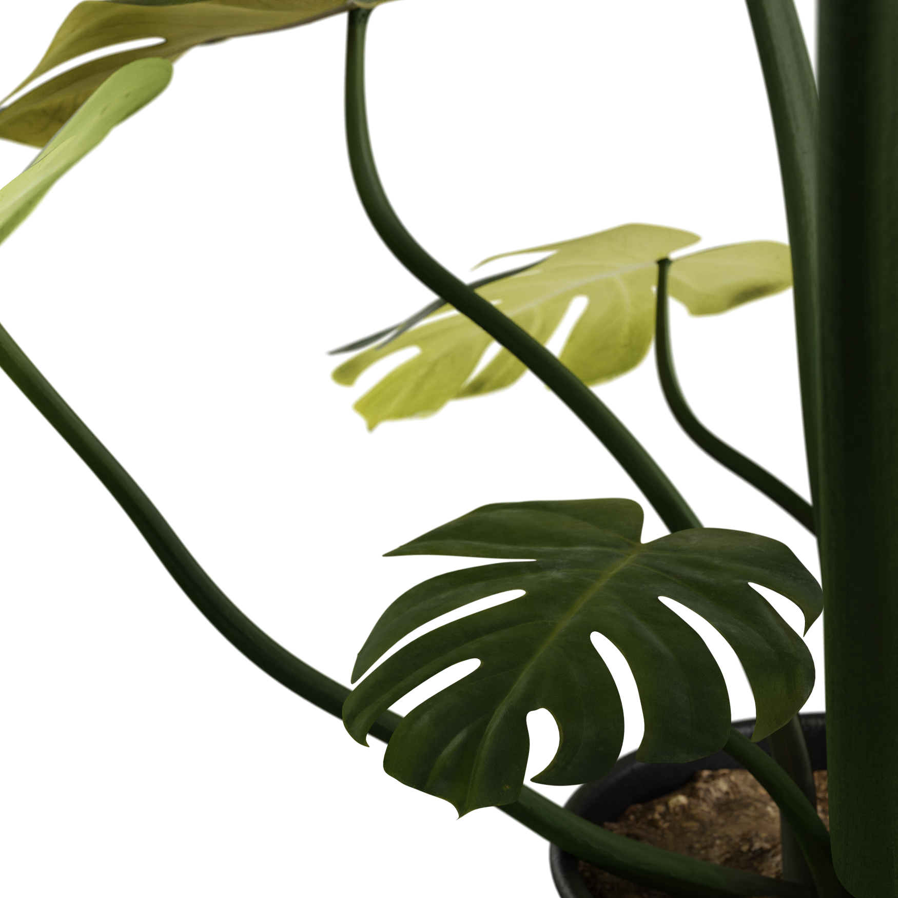 Plants_Indoor-Floor_Monstera_02_Beauty