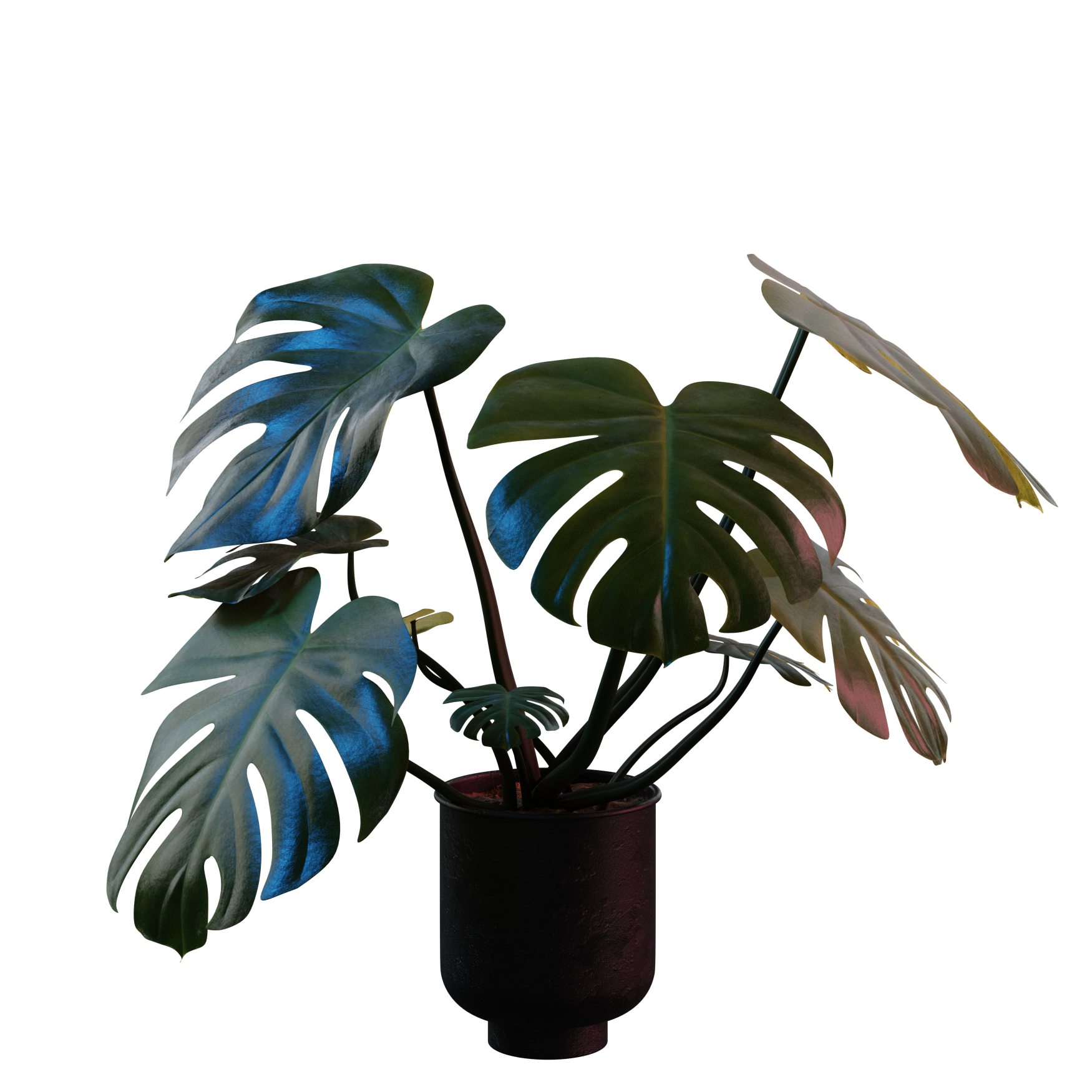 Plants_Indoor-Floor_Monstera_02_Hover