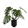 Monstera Floor Plant 02