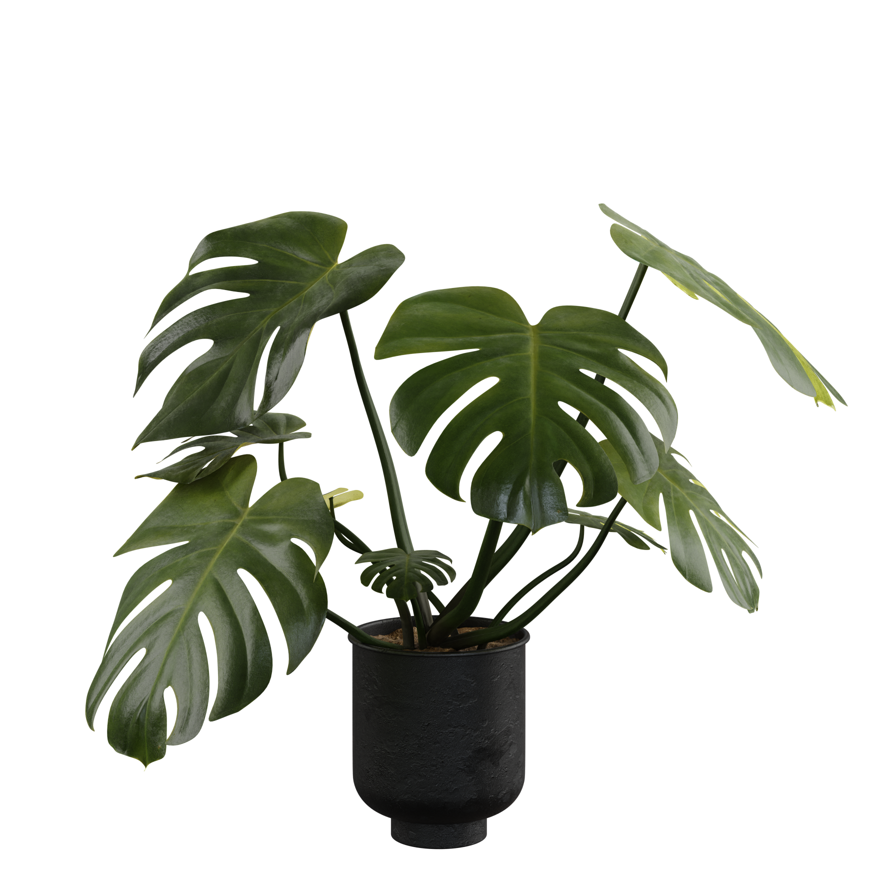Plants_Indoor-Floor_Monstera_02
