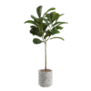 Ficus Lyrata Floor Plant 01