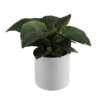 Potted Leaf Floor Plant 01