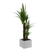 Yukka Floor Plant 01
