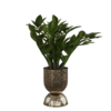 Zanzibar Gem Floor Plant 01