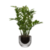 Zanzibar Gem Floor Plant 03