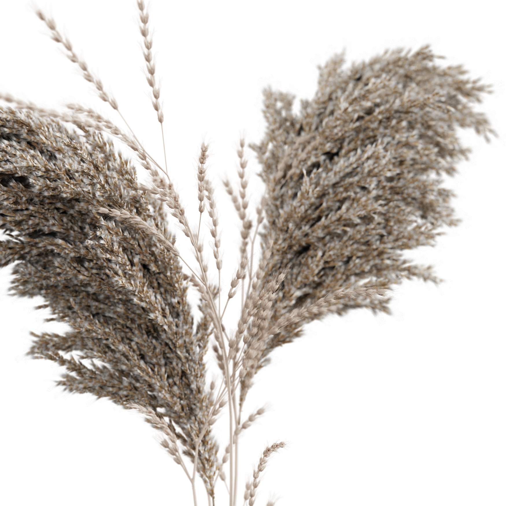 Plants_Indoor-Floor_Pampas-Wheat_01_Beauty