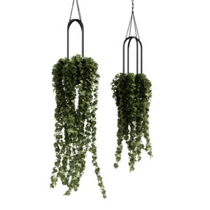 Hanging Potted Ivy Plant 02