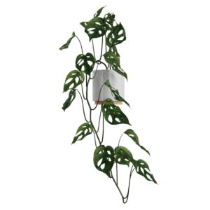 Monkey Leaf 02