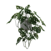 Monkey Leaf 01