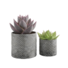 Succulent Plants 01