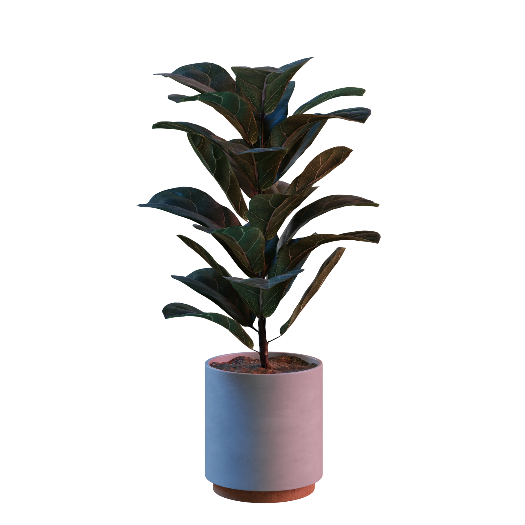Plants_Indoor-Table_Ficus-Lyrata_01_Hover