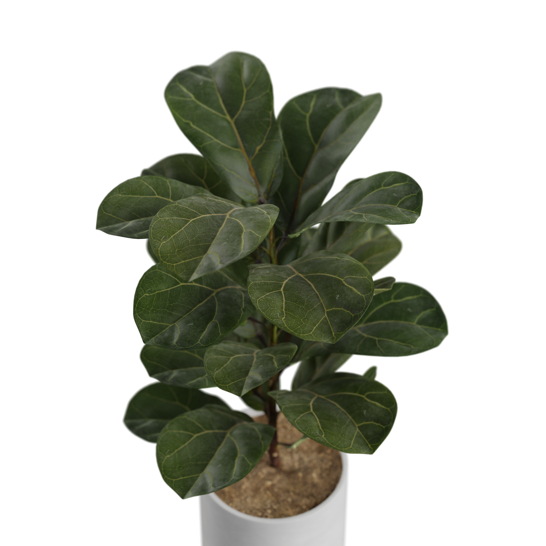 Plants_Indoor-Table_Ficus-Lyrata_01_Beauty