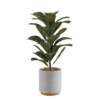 Ficus Lyrata 01