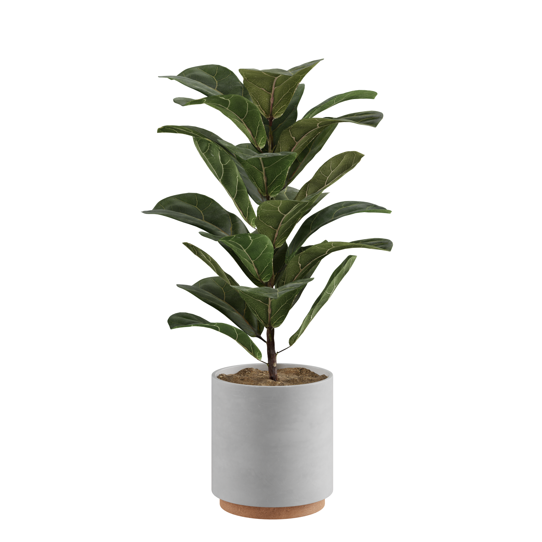 Plants_Indoor-Table_Ficus-Lyrata_01