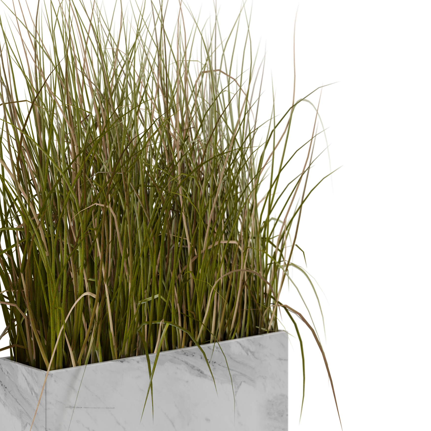 Plants_Indoor-Table_Grass-Box_01_Beauty