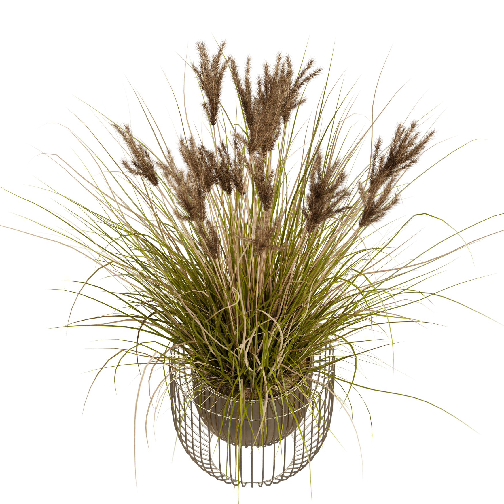 Plants_Indoor-Table_Grass_Pot_01_Beauty
