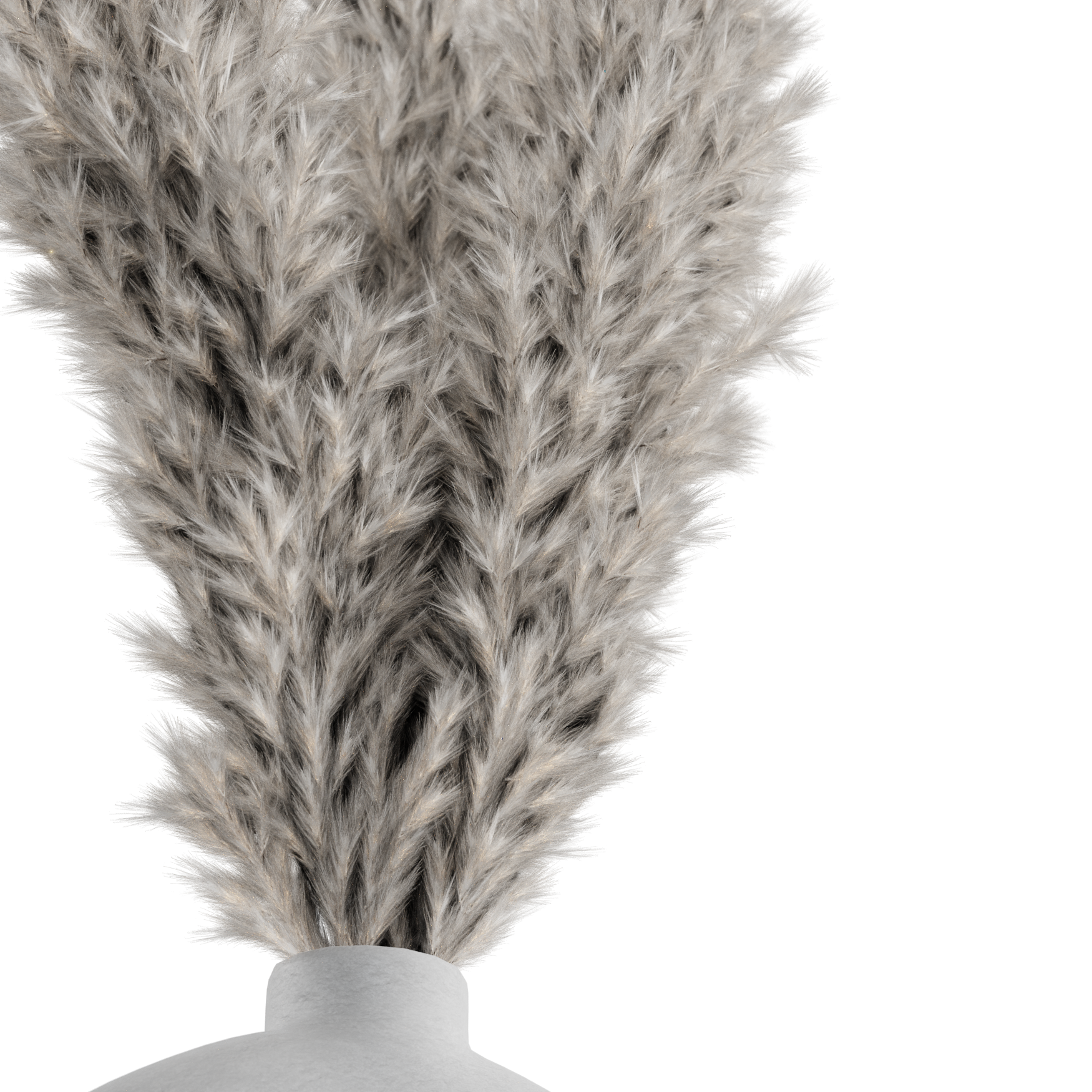 Plants_Indoor-Table_Pampas-Furry_01_Beauty