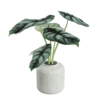 Silver Dragon Leaf 01