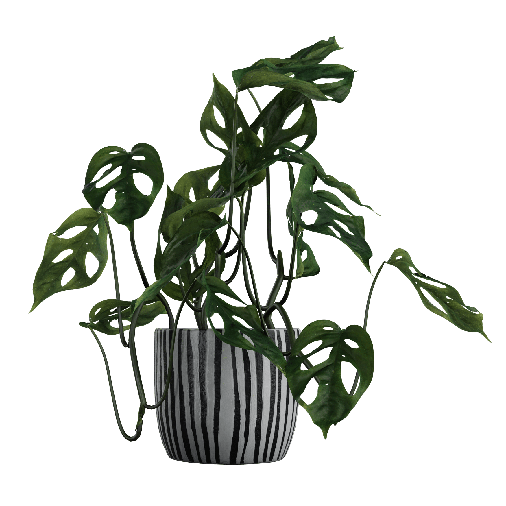 Plants_Indoor-Table_Monkey-Leaf_01