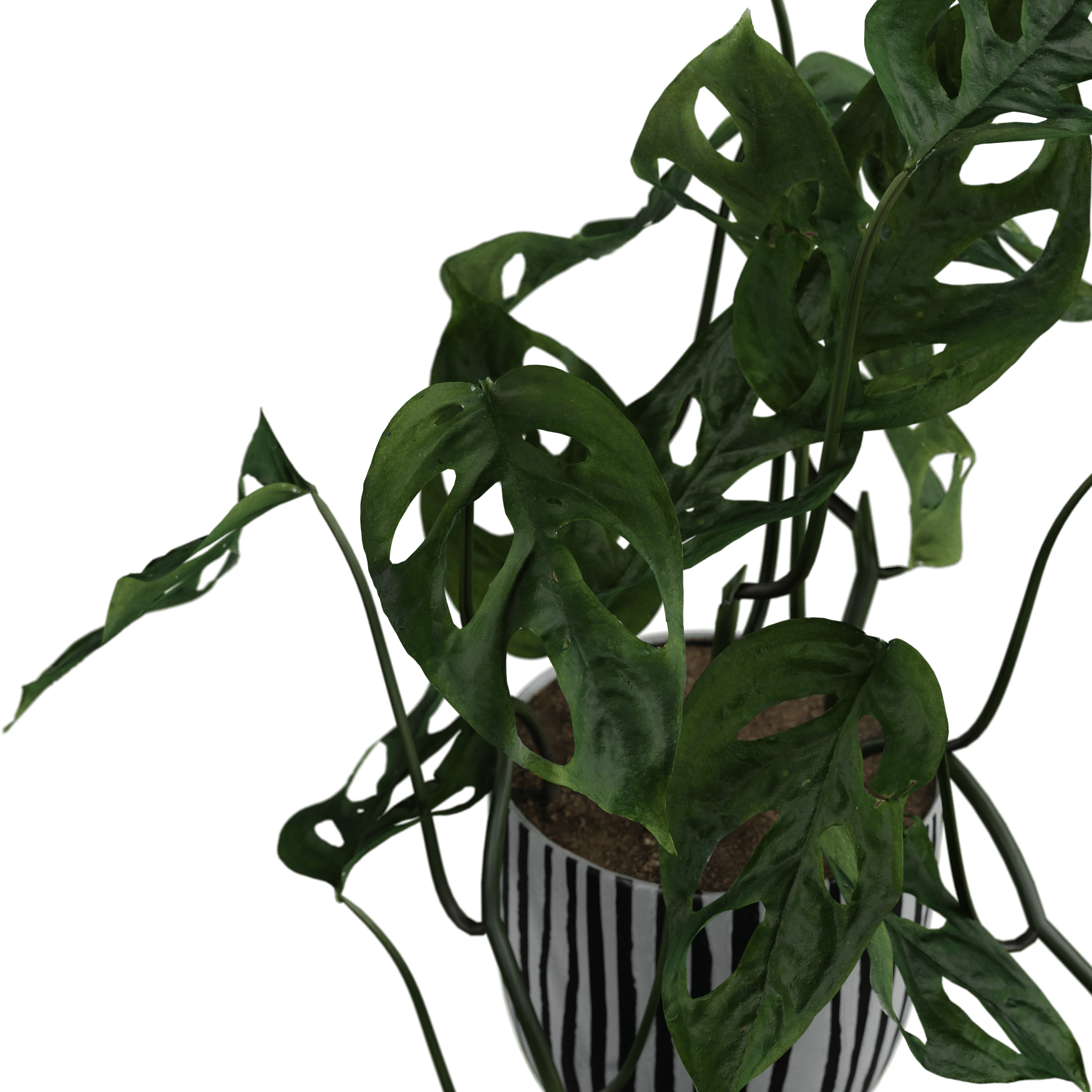 Plants_Indoor-Table_Monkey-Leaf_01_Beauty