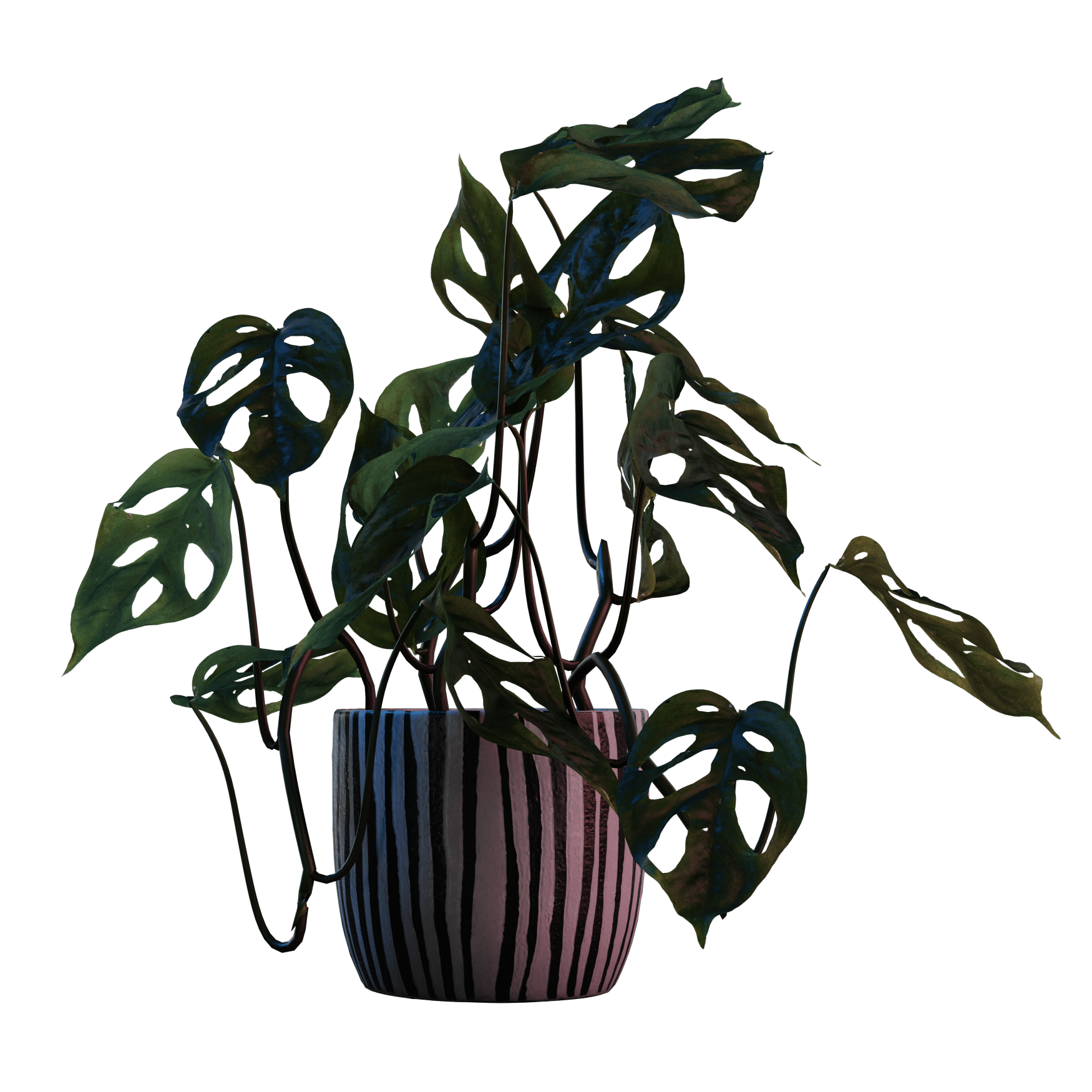 Plants_Indoor-Table_Monkey-Leaf_01_Hover