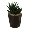 Gasteria Flow Succulent 01
