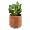 Curly Jade Succulent 01