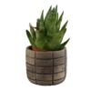 Gasteria Flow Succulent 02