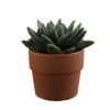 Little Jewel Succulent 01