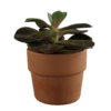 Echeveria Succulent 01