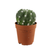 Sand Dollar Cactus 01