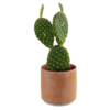 Bunny Ears Cactus 01