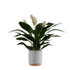 Peace Lilly 01
