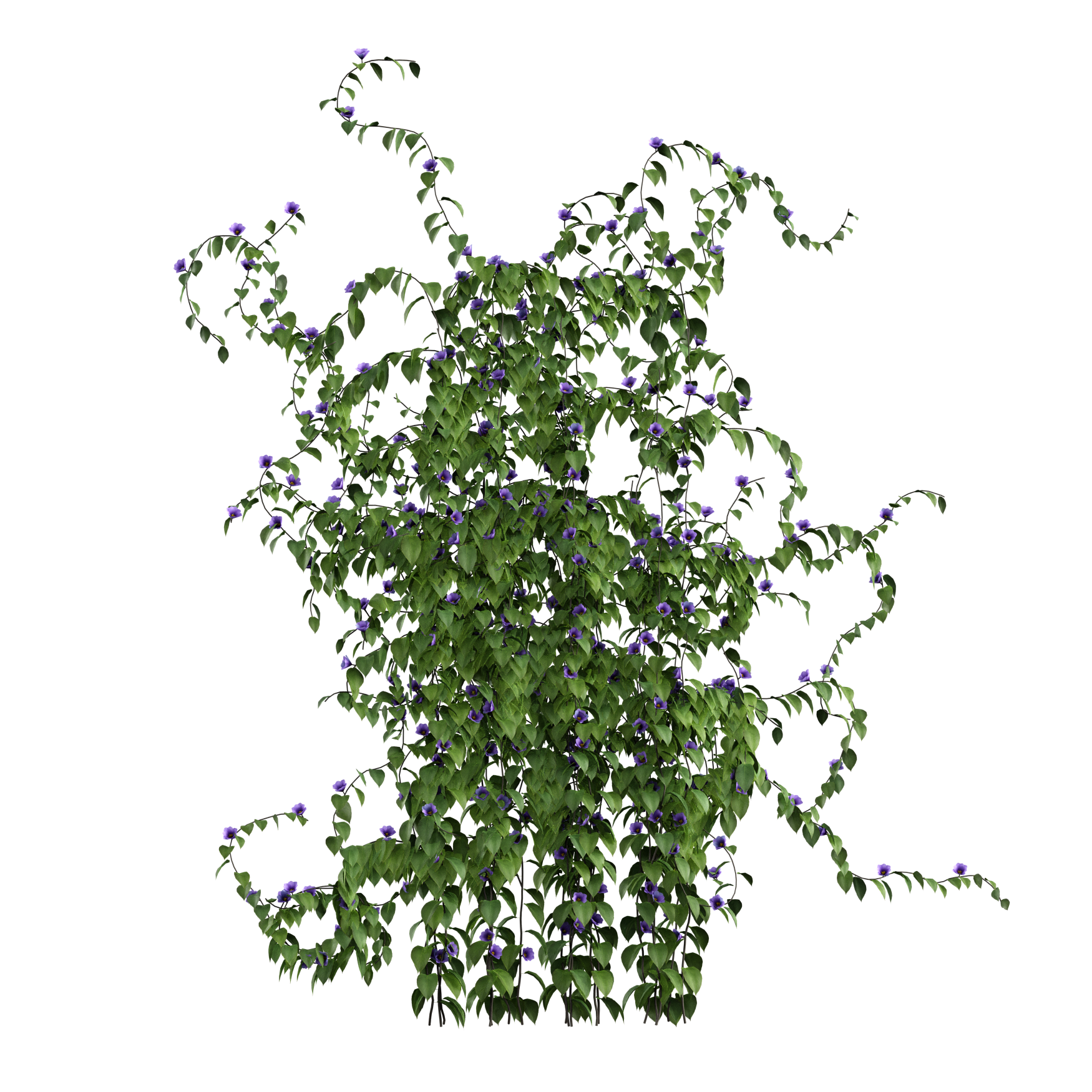 Plants_Outdoor-Climbers_Ivy-Climbing_01