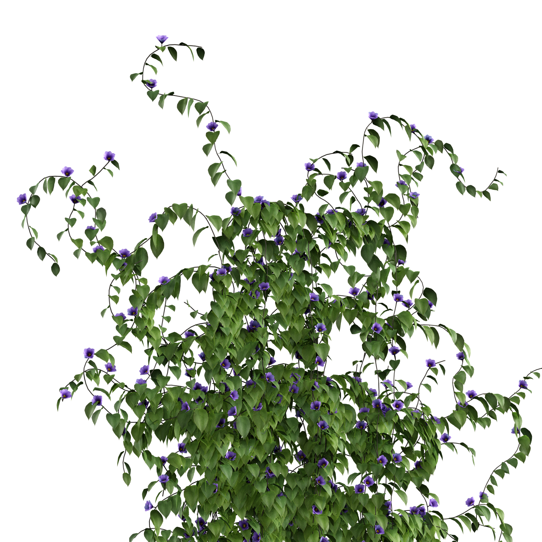 Plants_Outdoor-Climbers_Ivy-Climbing_01_Beauty