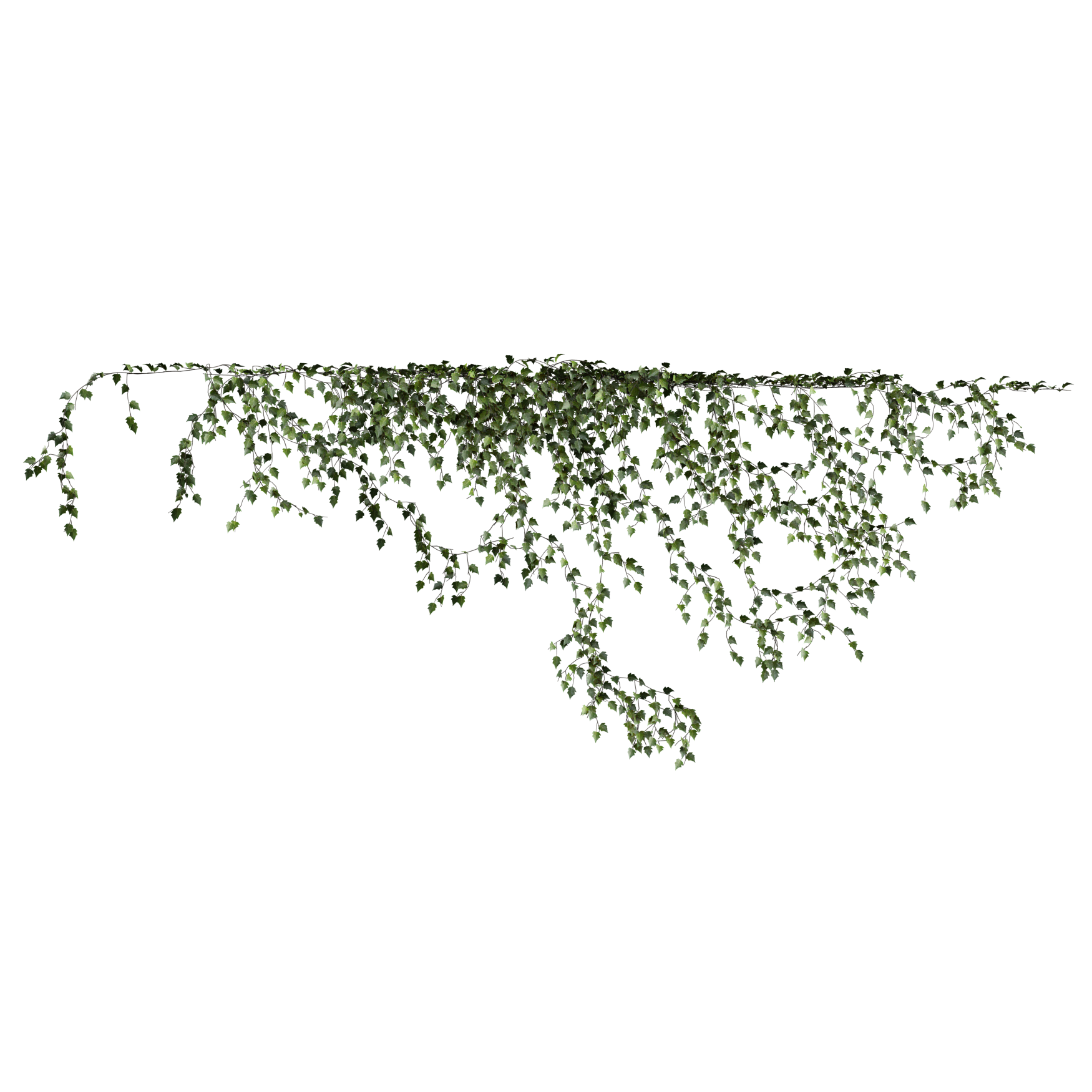 Plants_Outdoor-Climbers_Ivy-Wall-Hanging_03