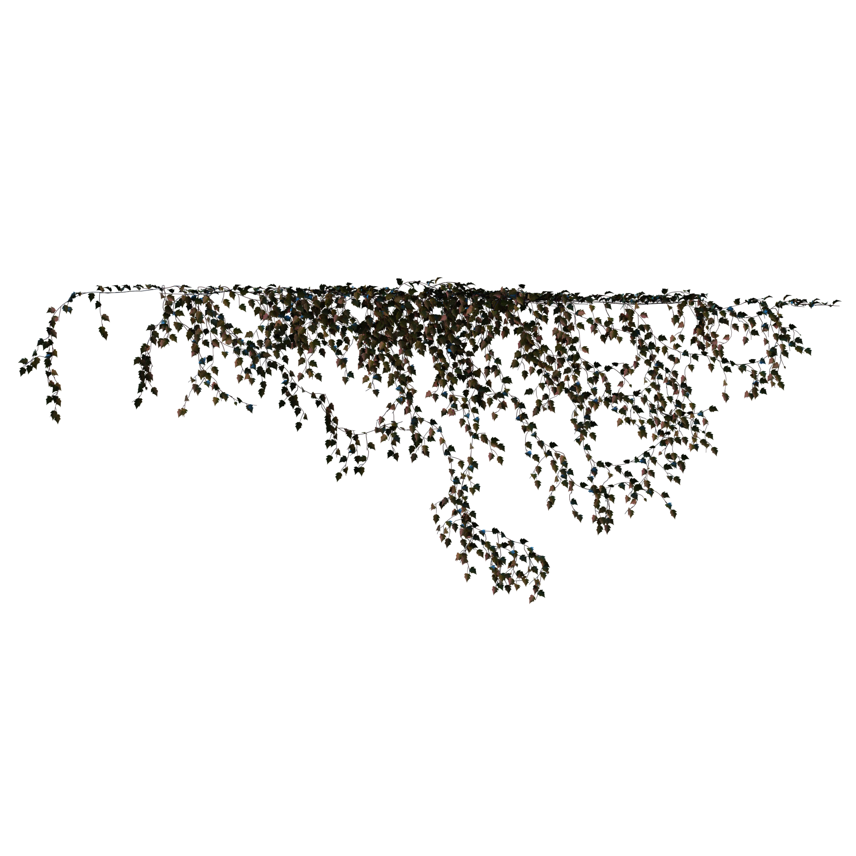 Plants_Outdoor-Climbers_Ivy-Wall-Hanging_03_Hover