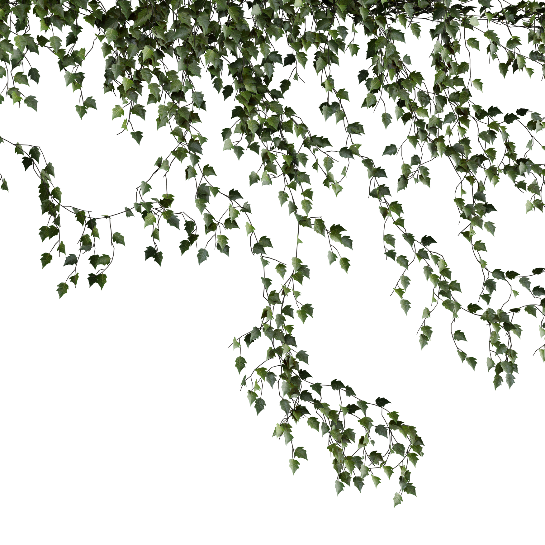 Plants_Outdoor-Climbers_Ivy-Wall-Hanging_03_Beauty