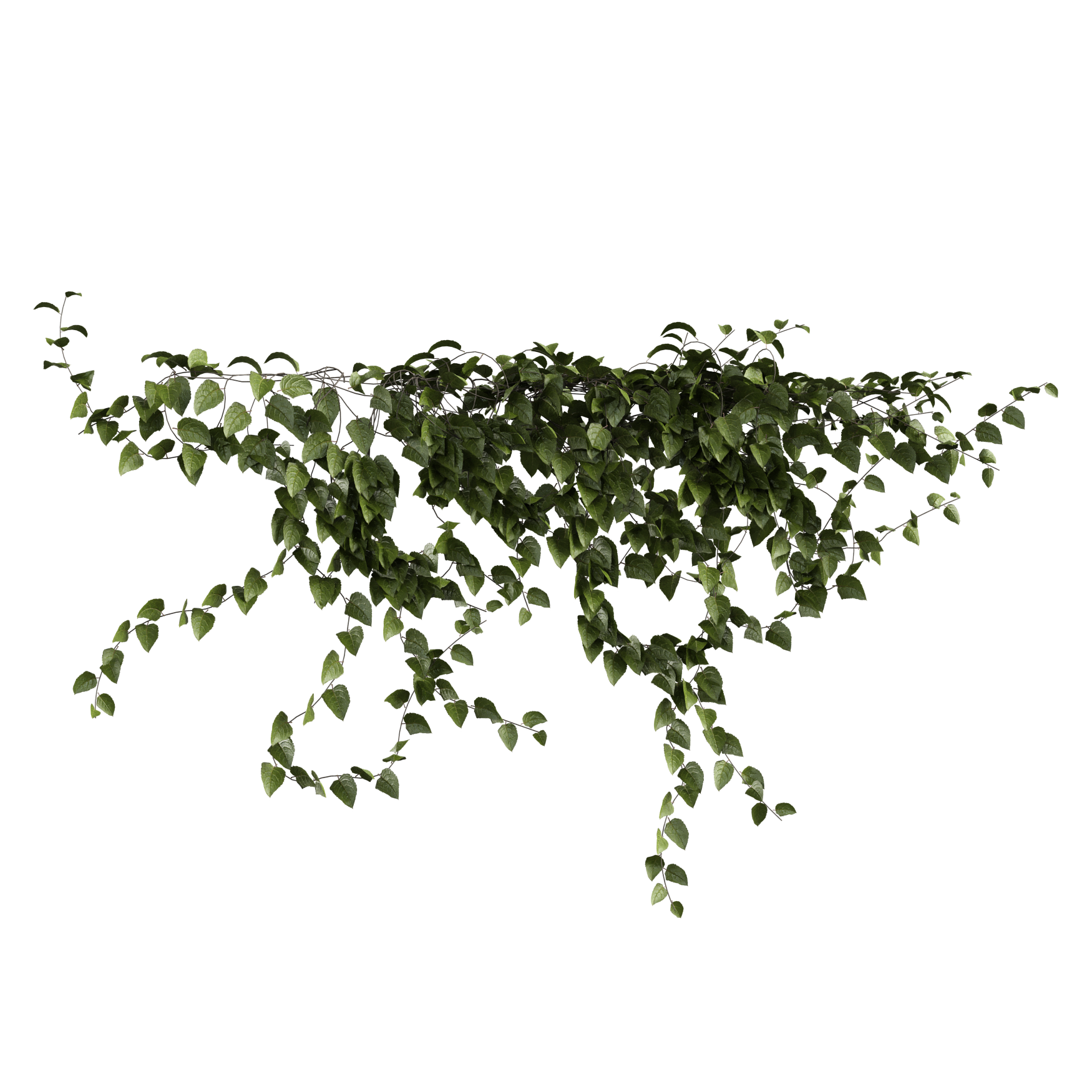 Plants_Outdoor-Climbers_Ivy-Wall-Hanging_02