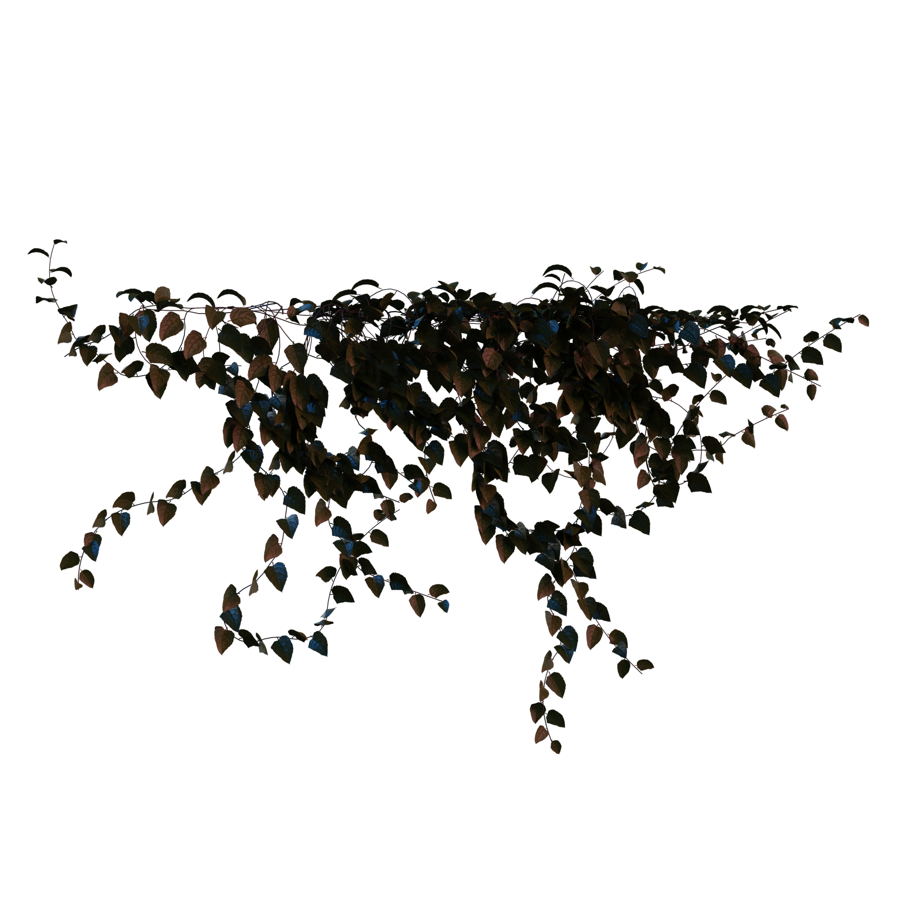 Plants_Outdoor-Climbers_Ivy-Wall-Hanging_02_Hover